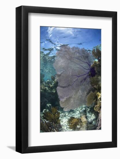 Venus Sea Fan, Lighthouse Reef, Atoll, Belize-Pete Oxford-Framed Photographic Print