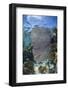 Venus Sea Fan, Lighthouse Reef, Atoll, Belize-Pete Oxford-Framed Photographic Print