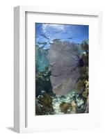 Venus Sea Fan, Lighthouse Reef, Atoll, Belize-Pete Oxford-Framed Photographic Print