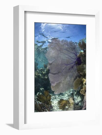 Venus Sea Fan, Lighthouse Reef, Atoll, Belize-Pete Oxford-Framed Photographic Print