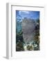 Venus Sea Fan, Lighthouse Reef, Atoll, Belize-Pete Oxford-Framed Photographic Print