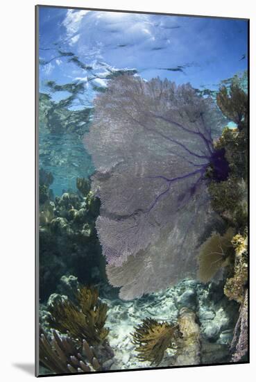 Venus Sea Fan, Lighthouse Reef, Atoll, Belize-Pete Oxford-Mounted Photographic Print