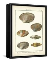 Venus Shells, Pl.281-Diderot-Framed Stretched Canvas