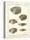 Venus Shells, Pl.281-Diderot-Stretched Canvas