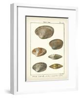 Venus Shells, Pl.281-Diderot-Framed Art Print