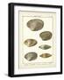 Venus Shells, Pl.281-Diderot-Framed Art Print