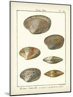 Venus Shells, Pl.281-Diderot-Mounted Art Print