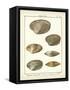 Venus Shells, Pl.281-Diderot-Framed Stretched Canvas