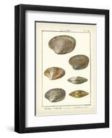 Venus Shells, Pl.281-Diderot-Framed Art Print