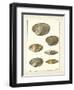 Venus Shells, Pl.281-Diderot-Framed Art Print