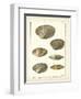 Venus Shells, Pl.281-Diderot-Framed Art Print