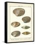 Venus Shells, Pl.281-Diderot-Framed Stretched Canvas