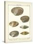 Venus Shells, Pl.281-Diderot-Stretched Canvas