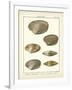 Venus Shells, Pl.281-Diderot-Framed Art Print