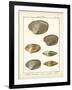 Venus Shells, Pl.281-Diderot-Framed Art Print