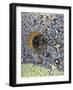 Venus Waxing-Peter Sickles-Framed Giclee Print