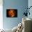 Venus-Stocktrek Images-Stretched Canvas displayed on a wall