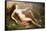 Venus-Francisque Desportes-Framed Stretched Canvas