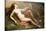 Venus-Francisque Desportes-Stretched Canvas