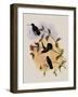 Veraguan Lance-Bill, Dorifera Veraguensis-John Gould-Framed Giclee Print