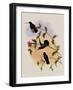 Veraguan Lance-Bill, Dorifera Veraguensis-John Gould-Framed Giclee Print