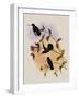 Veraguan Lance-Bill, Dorifera Veraguensis-John Gould-Framed Giclee Print