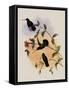 Veraguan Lance-Bill, Dorifera Veraguensis-John Gould-Framed Stretched Canvas