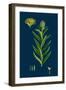 Verbascum Lychnitis; White Mullein-null-Framed Giclee Print