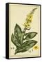 Verbascum, Pl. CCLXXIII-Phillip Miller-Framed Stretched Canvas