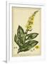 Verbascum, Pl. CCLXXIII-Phillip Miller-Framed Art Print