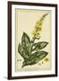 Verbascum, Pl. CCLXXIII-Phillip Miller-Framed Art Print