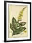 Verbascum, Pl. CCLXXIII-Phillip Miller-Framed Art Print