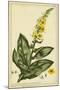 Verbascum, Pl. CCLXXIII-Phillip Miller-Mounted Art Print