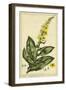 Verbascum, Pl. CCLXXIII-Phillip Miller-Framed Art Print