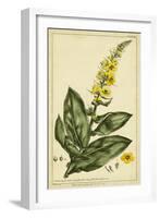 Verbascum, Pl. CCLXXIII-Phillip Miller-Framed Art Print