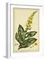 Verbascum, Pl. CCLXXIII-Phillip Miller-Framed Art Print