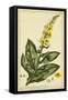 Verbascum, Pl. CCLXXIII-Phillip Miller-Framed Stretched Canvas