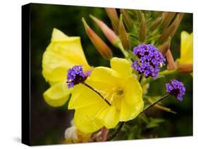 Verbena Bonariensis and Evening Primrose, Ireland-null-Stretched Canvas