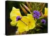 Verbena Bonariensis and Evening Primrose, Ireland-null-Stretched Canvas