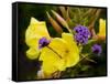 Verbena Bonariensis and Evening Primrose, Ireland-null-Framed Stretched Canvas