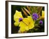 Verbena Bonariensis and Evening Primrose, Ireland-null-Framed Photographic Print