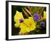 Verbena Bonariensis and Evening Primrose, Ireland-null-Framed Photographic Print