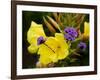 Verbena Bonariensis and Evening Primrose, Ireland-null-Framed Photographic Print