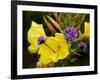 Verbena Bonariensis and Evening Primrose, Ireland-null-Framed Photographic Print