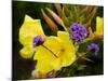 Verbena Bonariensis and Evening Primrose, Ireland-null-Mounted Photographic Print