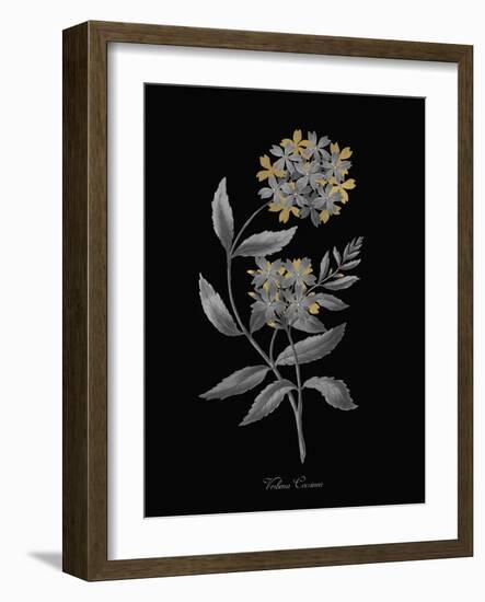 Verbena Coccinea - Luxe-A^ Poiteau-Framed Giclee Print