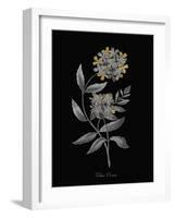 Verbena Coccinea - Luxe-A^ Poiteau-Framed Giclee Print