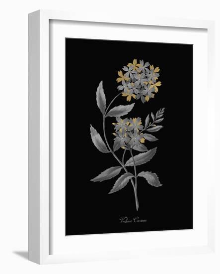 Verbena Coccinea - Luxe-A^ Poiteau-Framed Giclee Print