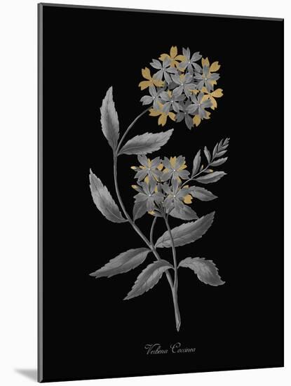 Verbena Coccinea - Luxe-A^ Poiteau-Mounted Giclee Print