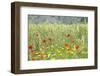 Verbena, Coreopsis, Atlantic Poppy, Lavender, Statice, Mountain Bluet and Cornflower-Emily Wilson-Framed Photographic Print